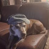 Photo de chien perdu à Aubrives