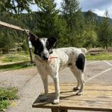 Photo de chien perdu à Saint Barthelemy Le Plain