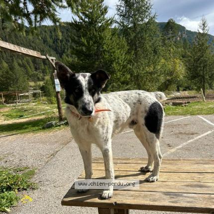 Photo 1/1 Tilu Chien perdu à Saint barthelemy le plain