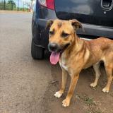 Photo de chien trouvé à St Leu Grand Fond