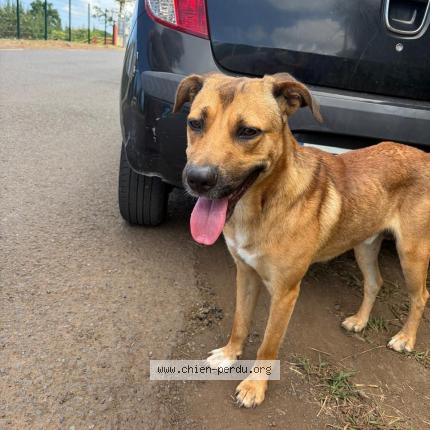 Photo 1/1 Chien trouvé Trouvé à St leu grand fond