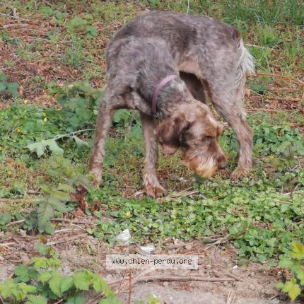 Photo 1/1 Chien trouvé Trouvé à Verviers