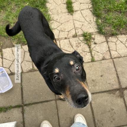 Photo 1/1 Chien trouvé Trouvé à Loos en gohelle