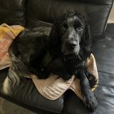 Photo de chien perdu à Laval