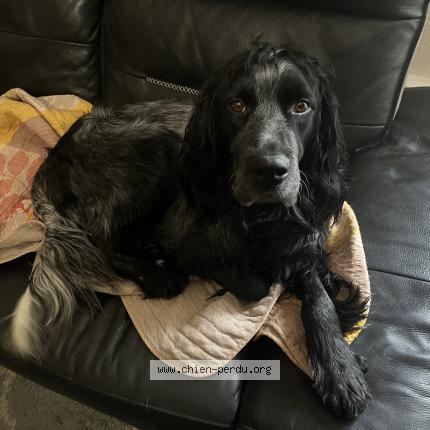 Photo 1/1 Pablo Chien perdu à Laval