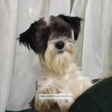 Photo de chien perdu à Punta Indio