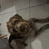 Photo de chien perdu à Marseille