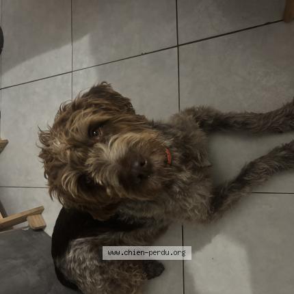 Photo 1/1 Obelix Chien perdu à Marseille