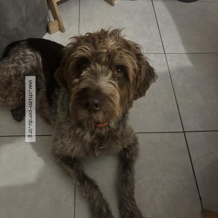 Photo 1/1 Obelix Chien perdu à Marseille