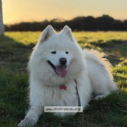 Photo 2/2 Tango Chien perdu à Saint nicolas de pierrepont