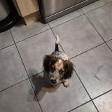 Photo de chien perdu à Bonnoeuvre