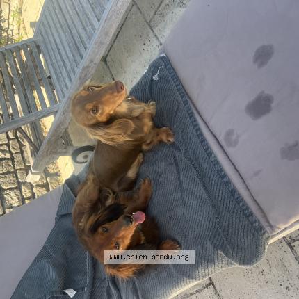 Photo 1/1 Newton Chien perdu à Wavre