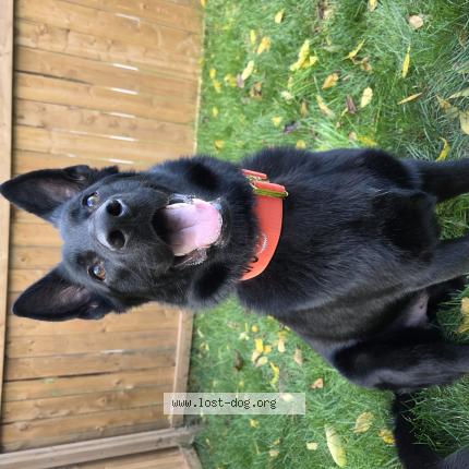 Photo 1/1 Kuro Chien perdu à Plattsville