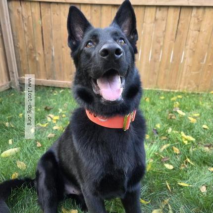 Photo 1/1 Chien retrouvé Perdu à Plattsville