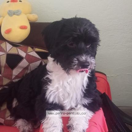 Photo de chien perdu à Quito