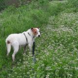 Photo de chien perdu à Limoux