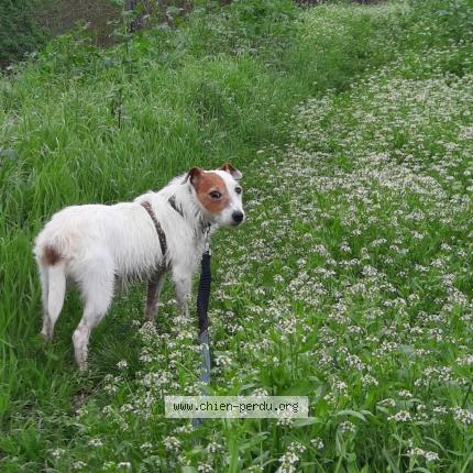 Photo 1/1 Chien retrouvé Perdu à Limoux