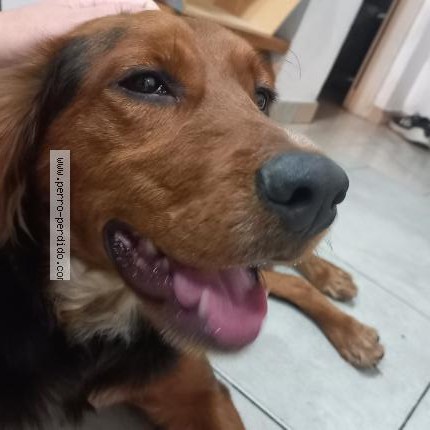 Photo de chien trouvé à Buenos Aires