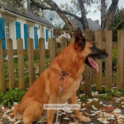 Photo 1/1 Jazz Chien perdu à Saint ave