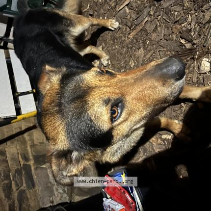 Photo 1/1 Chien trouvé Trouvé à Montigny