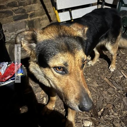 Photo 1/1 Chien retrouvé Trouvé à Montigny