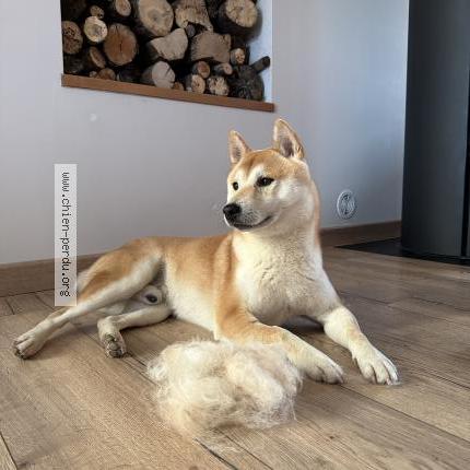 Photo 1/1 Uki Chien perdu à Blanzy