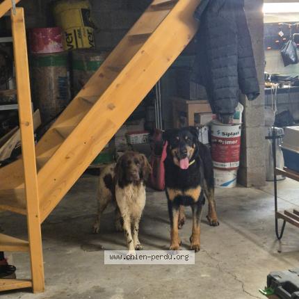 Photo 1/1 Chien retrouvé Trouvé à Famechon