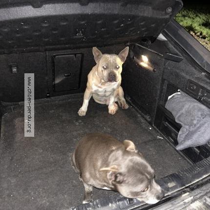 Photo 1/1 Chien trouvé Trouvé à Neuvireuil