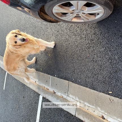Photo 1/1 Chien trouvé Trouvé à Aunay sous auneau
