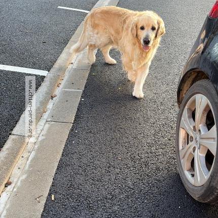 Photo 1/1 Chien trouvé Trouvé à Aunay sous auneau