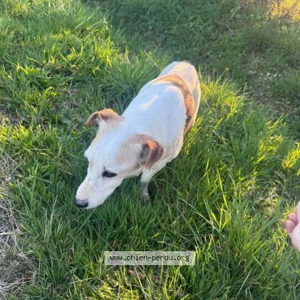 Photo 1/1 Chien trouvé Trouvé à Azat le ris