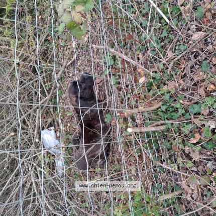 Photo 1/1 Chien trouvé Trouvé à Rauville la place