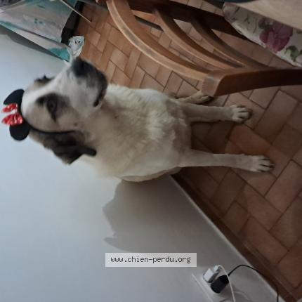 Photo 1/1 Chien retrouvé Perdu à Hyeres