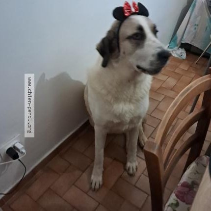 Photo 1/1 Chien retrouvé Perdu à Hyeres