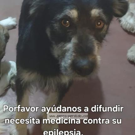 Photo de chien perdu à Quito
