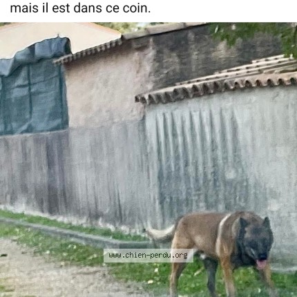 Photo 1/1 Chien trouvé Trouvé à Castries