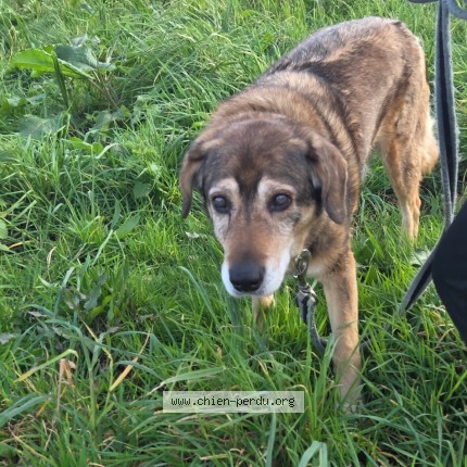 Photo 1/1 Papi nesquick Chien perdu à Guilers