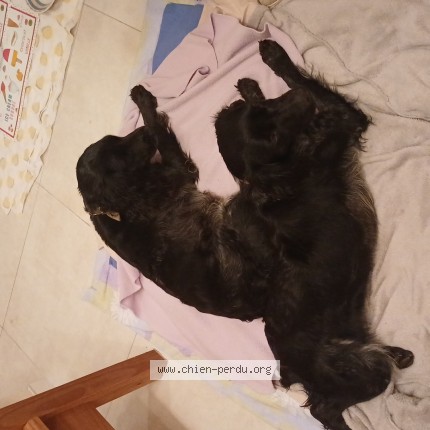 Photo de chien trouvé à Fontenay Tresigny