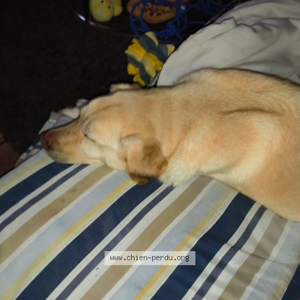 Photo de chien trouvé à Aix En Privence