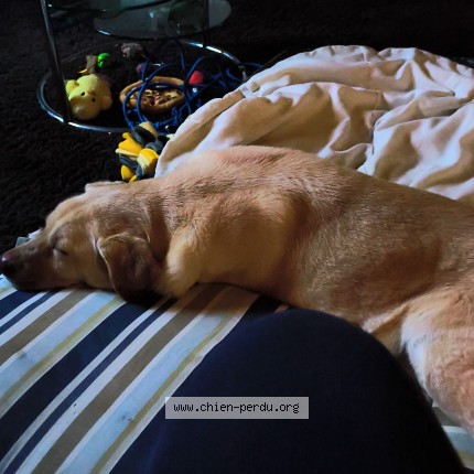 Photo 2/3 Chien trouvé Trouvé à Aix en privence