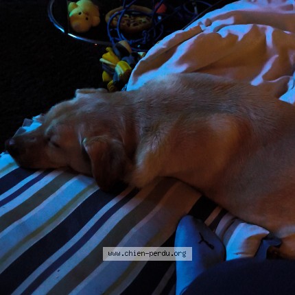 Photo 3/3 Chien trouvé Trouvé à Aix en privence