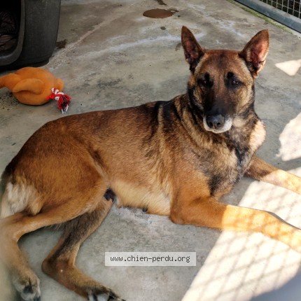 Photo de chien trouvé à Caussade
