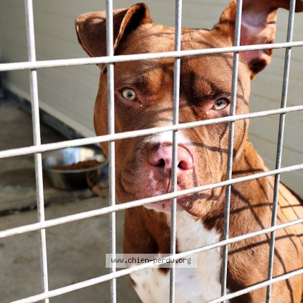 Photo 1/1 Chien trouvé Trouvé à Montauban