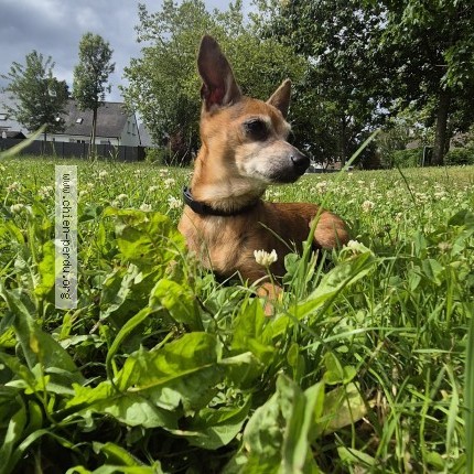 Photo 1/1 Swaggy Chien perdu à Sainte luce sur loire