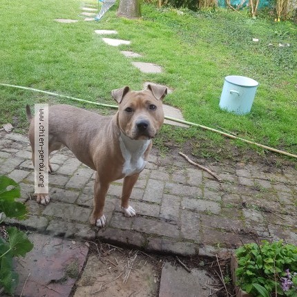 Photo de chien trouvé à Saint Martin Osmonville