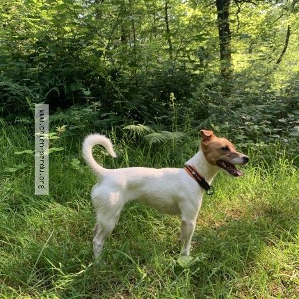 Photo de chien perdu à Sougnez Remouchamps