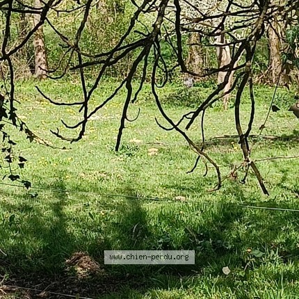 Photo de chien trouvé à Ossun