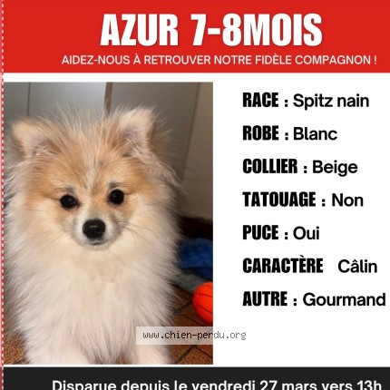 Photo 1/1 Azur Chien perdu à Nantes