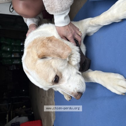 Photo 1/1 Chien trouvé Trouvé à Saint thuriau