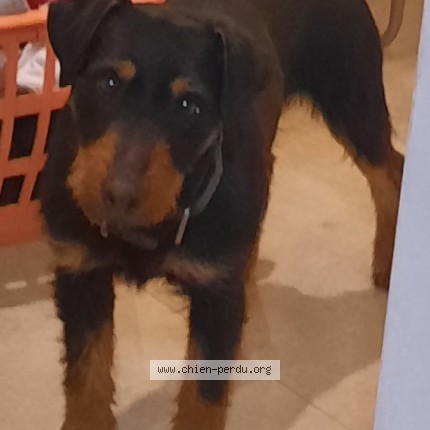 Photo de chien trouvé à Cesancey